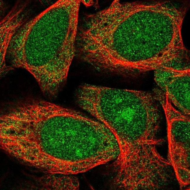 GAS2 Antibody in Immunocytochemistry (ICC/IF)