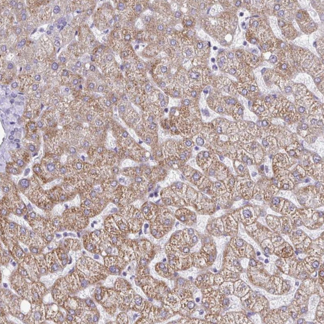 GAS2 Antibody in Immunohistochemistry (IHC)