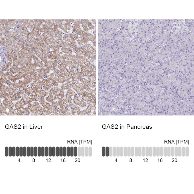 GAS2 Antibody