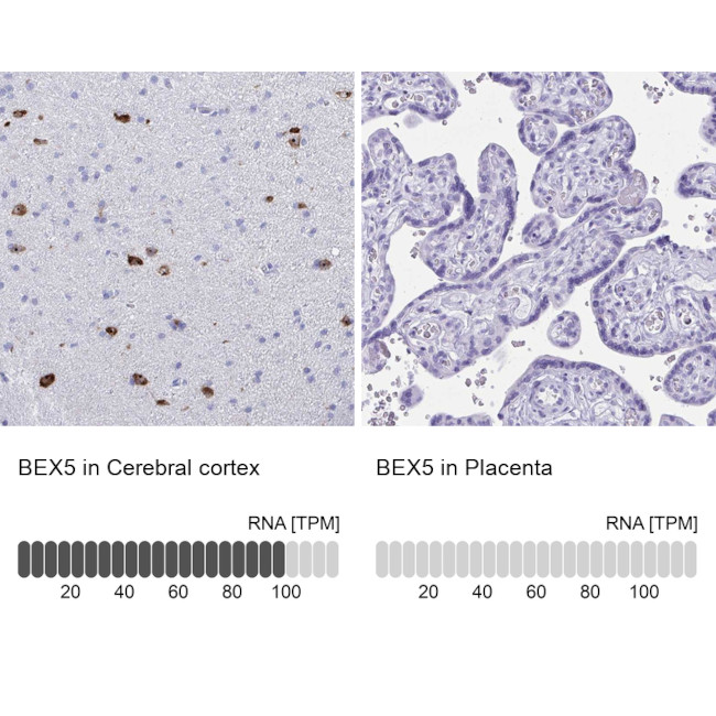 BEX5 Antibody