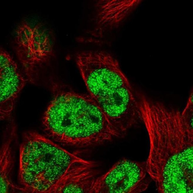 TCEAL8 Antibody in Immunocytochemistry (ICC/IF)