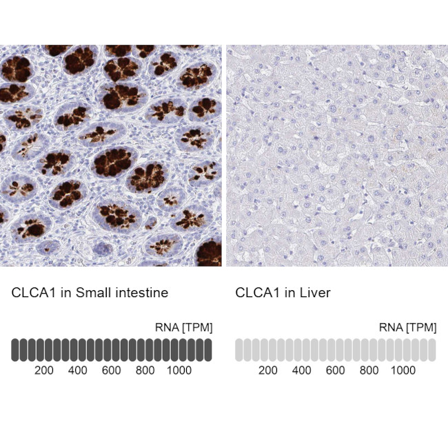 CLCA1 Antibody in Immunohistochemistry (IHC)