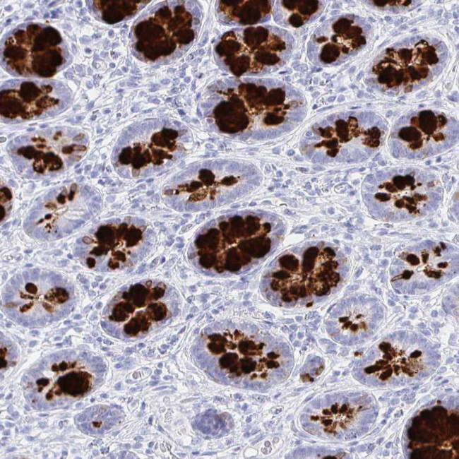 CLCA1 Antibody in Immunohistochemistry (IHC)