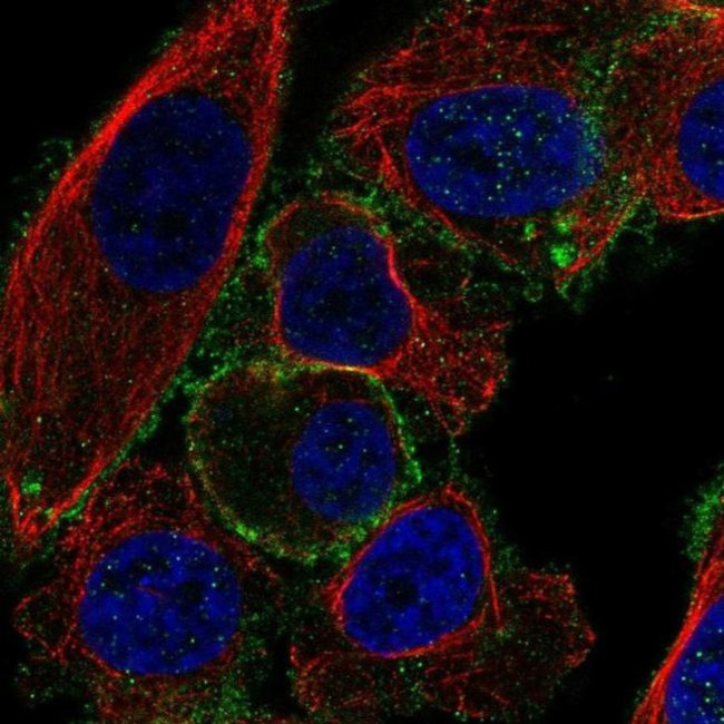 TTC7B Antibody in Immunocytochemistry (ICC/IF)