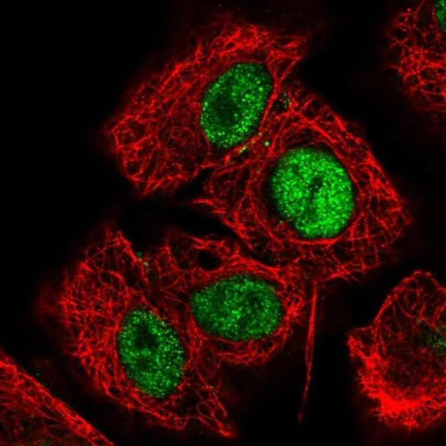 HCFC1R1 Antibody in Immunocytochemistry (ICC/IF)