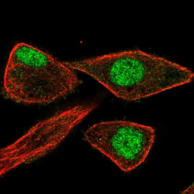 ZNF784 Antibody in Immunocytochemistry (ICC/IF)