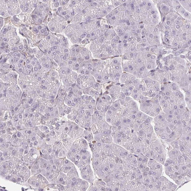 TREF1 Antibody in Immunohistochemistry (IHC)