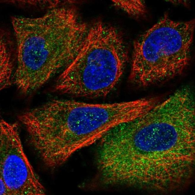 PITPNM1 Antibody in Immunocytochemistry (ICC/IF)