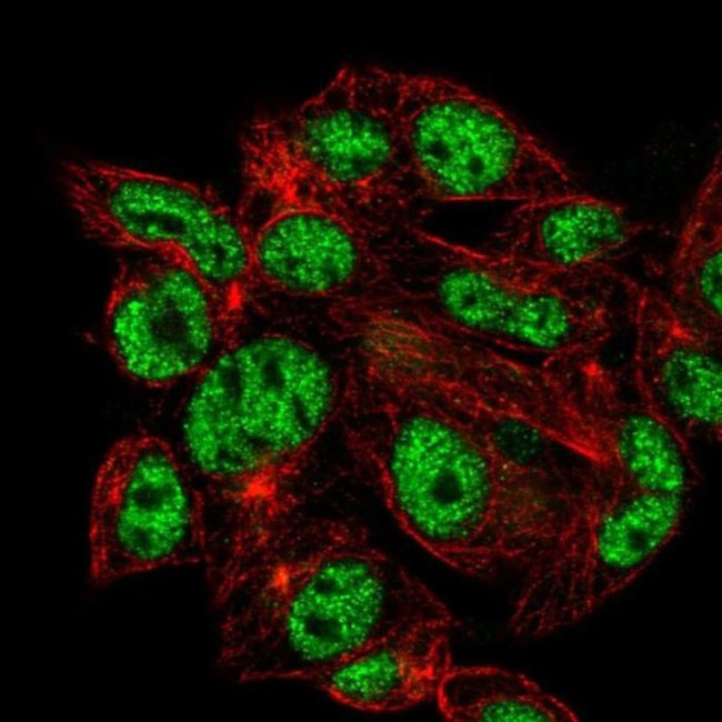 VSIG10L Antibody in Immunocytochemistry (ICC/IF)