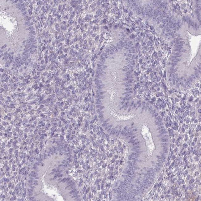 SLC30A3 Antibody in Immunohistochemistry (IHC)