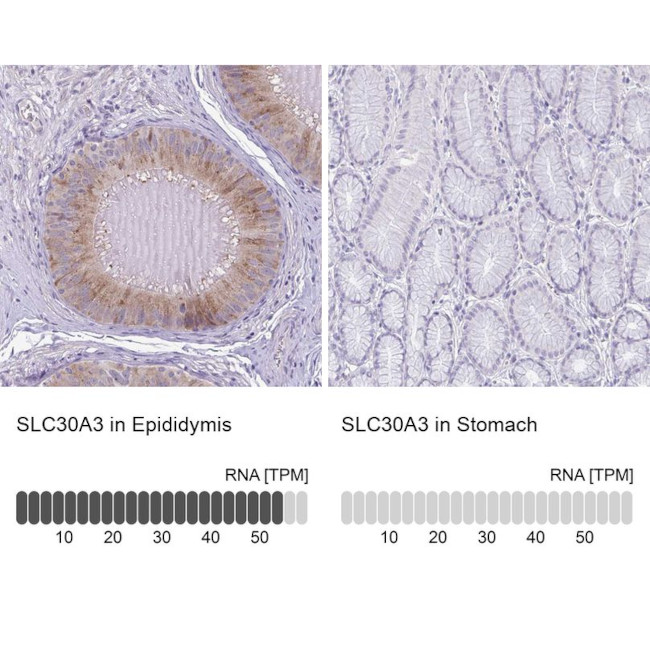 SLC30A3 Antibody