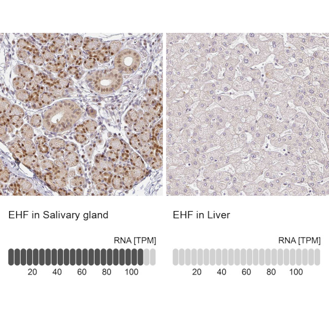 EHF Antibody