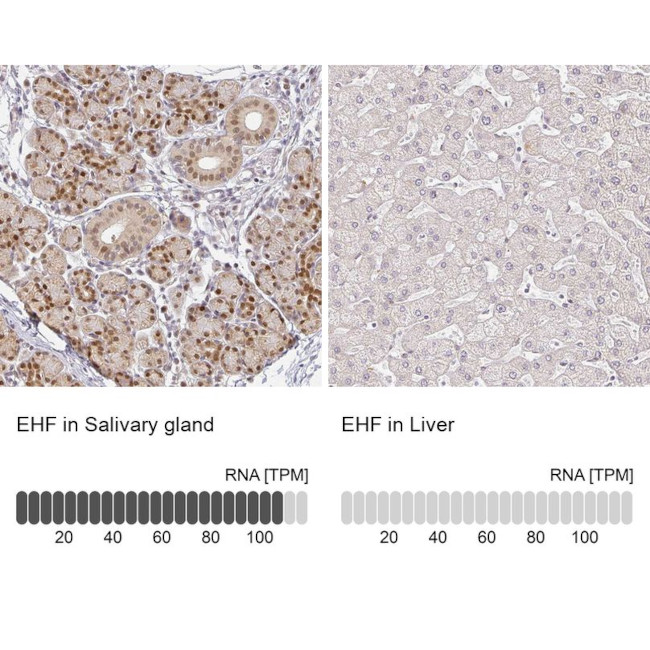 EHF Antibody