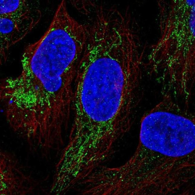 YJEFN3 Antibody in Immunocytochemistry (ICC/IF)