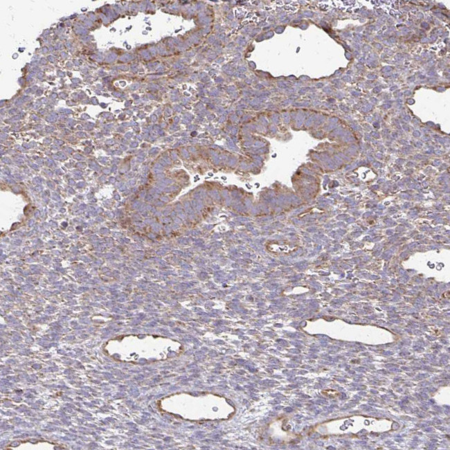 4E-BP2 Antibody in Immunohistochemistry (IHC)