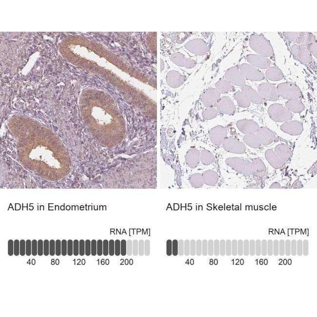 ADH5 Antibody