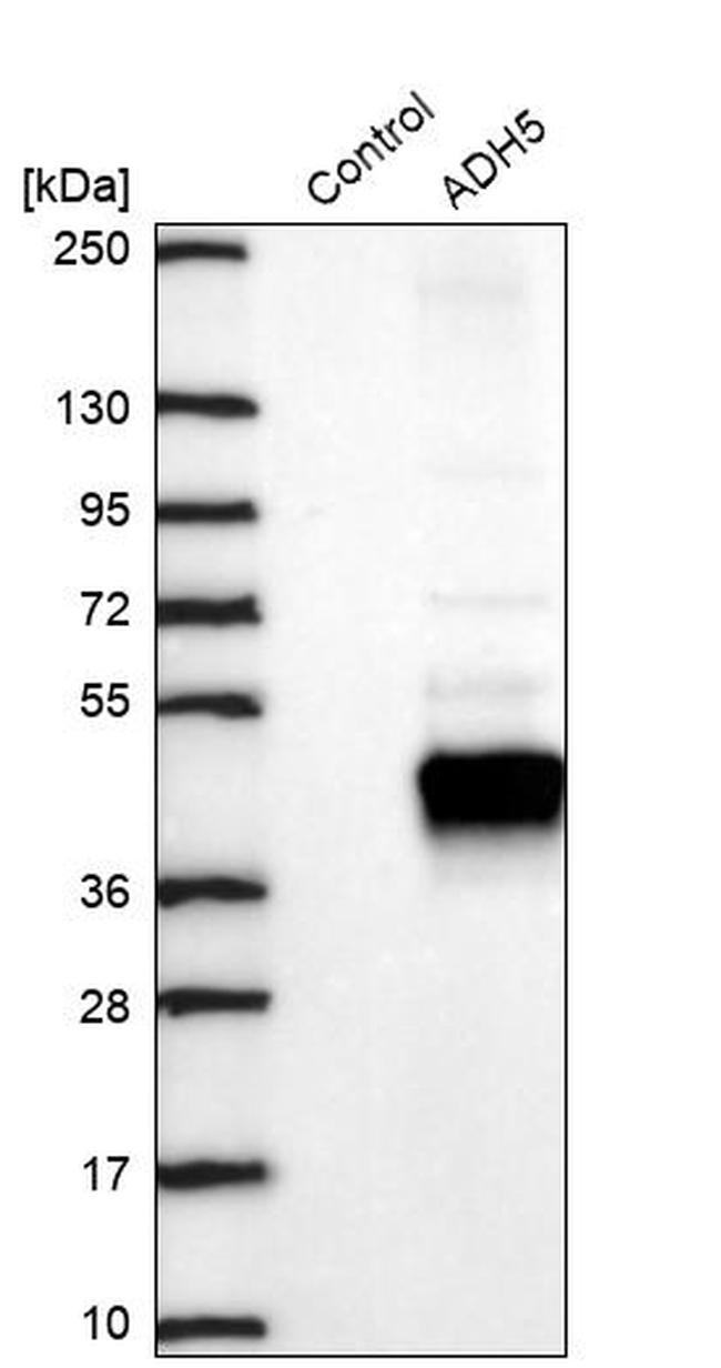 ADH5 Antibody in Western Blot (WB)