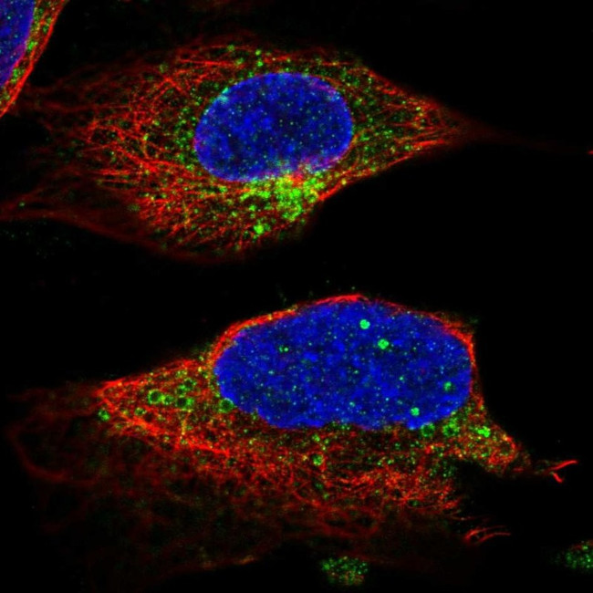 UNC13B Antibody in Immunocytochemistry (ICC/IF)