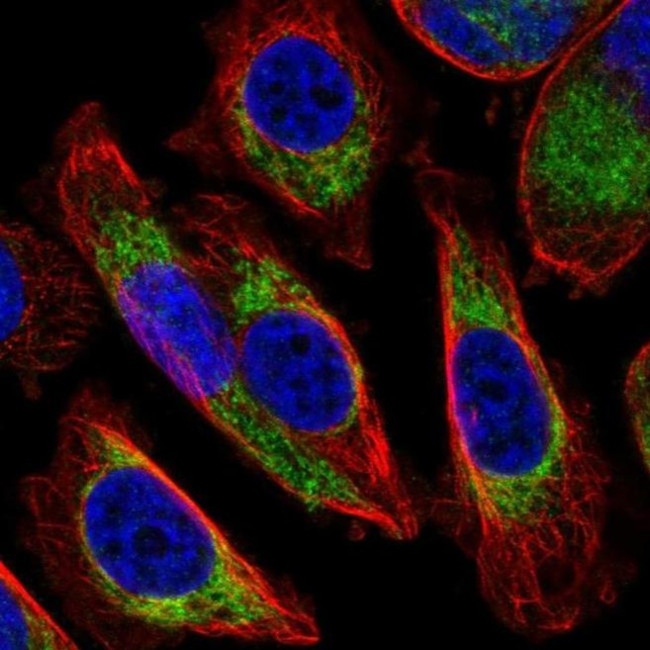 COX6A1 Antibody in Immunocytochemistry (ICC/IF)