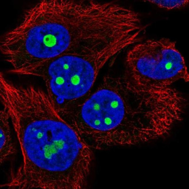 BATF2 Antibody in Immunocytochemistry (ICC/IF)