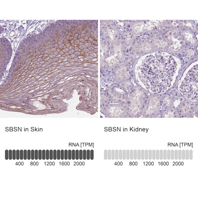 SBSN Antibody