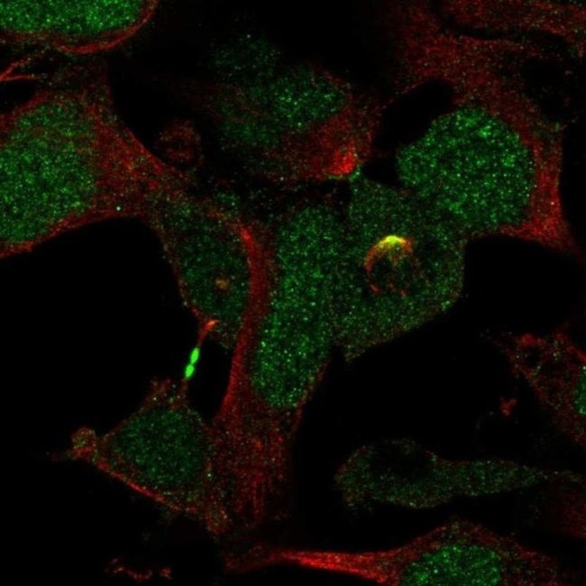 C15orf29 Antibody in Immunocytochemistry (ICC/IF)