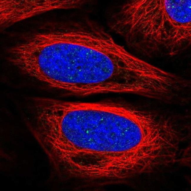 SAP25 Antibody in Immunocytochemistry (ICC/IF)