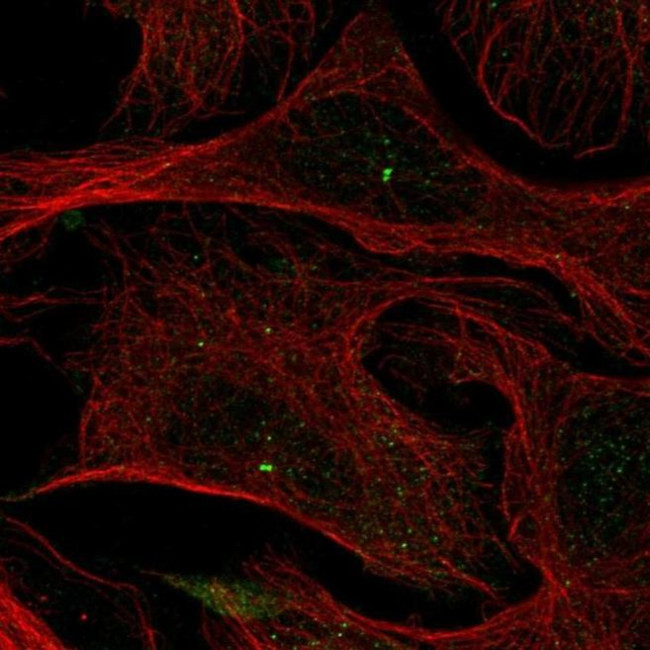 LMF2 Antibody in Immunocytochemistry (ICC/IF)