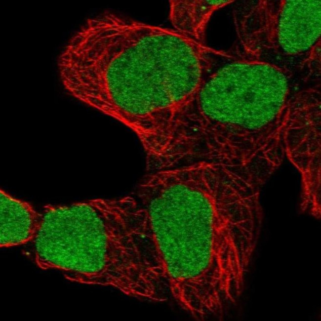 ZNF579 Antibody in Immunocytochemistry (ICC/IF)