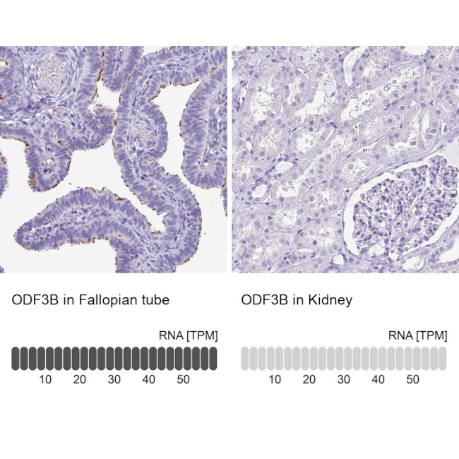 ODF3B Antibody