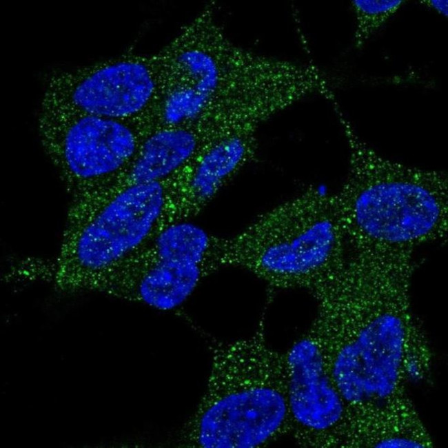 DYNC2LI1 Antibody in Immunocytochemistry (ICC/IF)