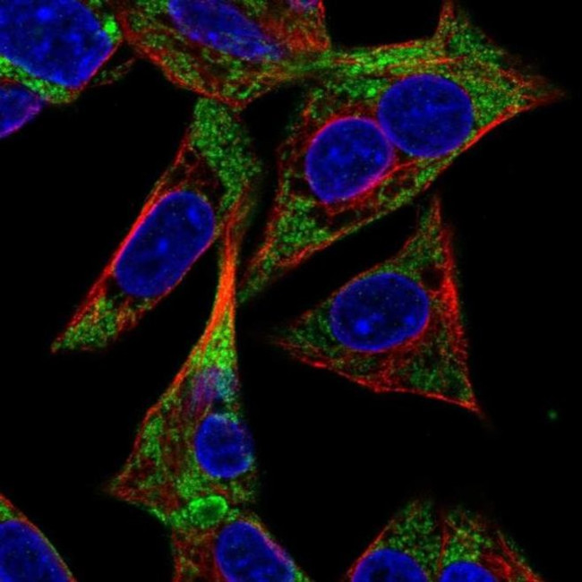 Adenylate Kinase 3 Antibody in Immunocytochemistry (ICC/IF)