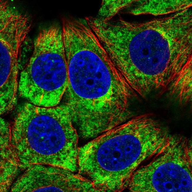 RPS3 Antibody in Immunocytochemistry (ICC/IF)