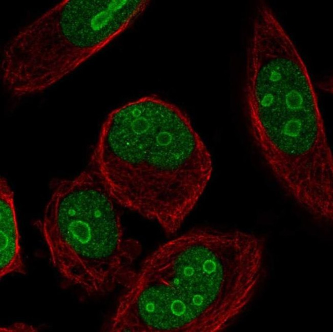 ZNF860 Antibody in Immunocytochemistry (ICC/IF)