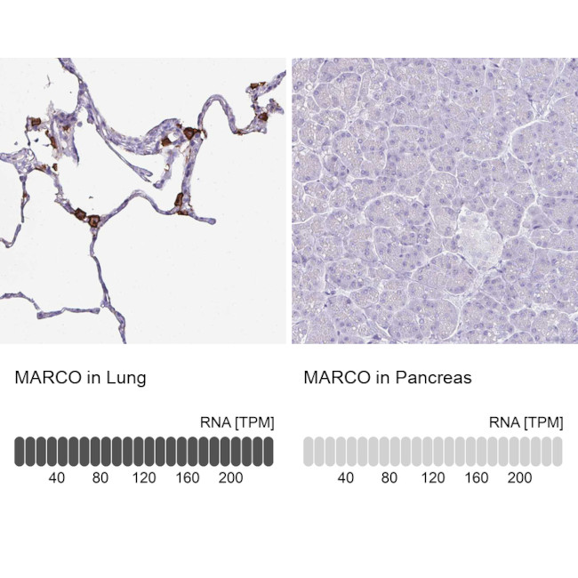 MARCO Antibody