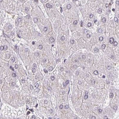 GOLGA5 Antibody in Immunohistochemistry (IHC)