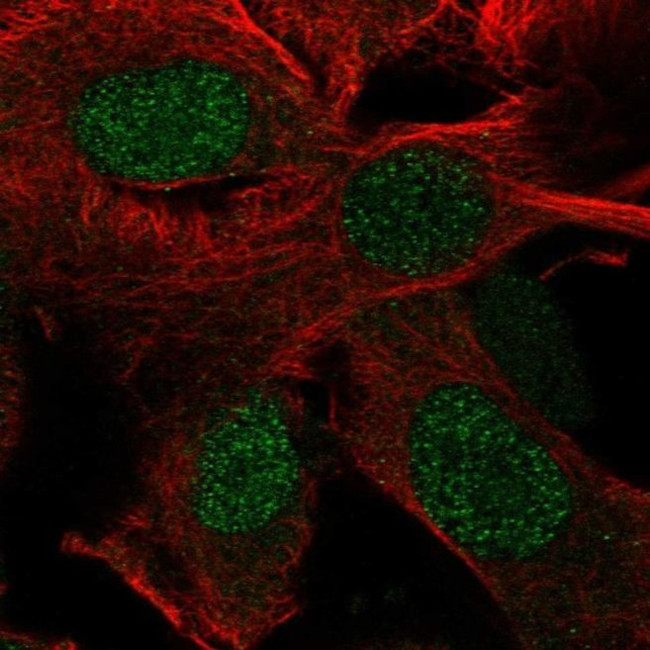 RTP4 Antibody in Immunocytochemistry (ICC/IF)