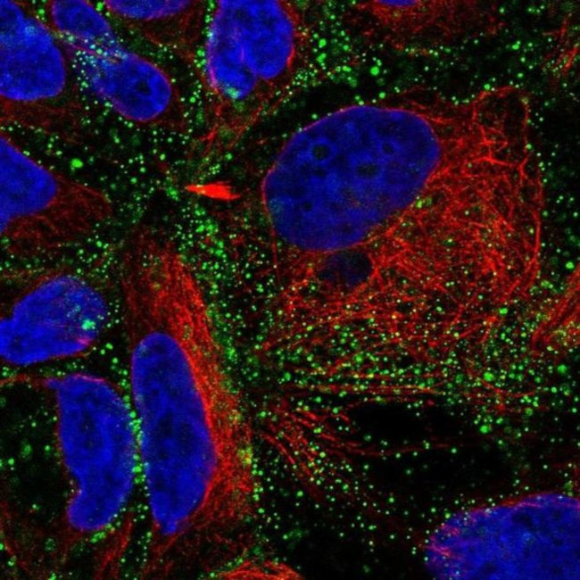 OCC1 Antibody in Immunocytochemistry (ICC/IF)