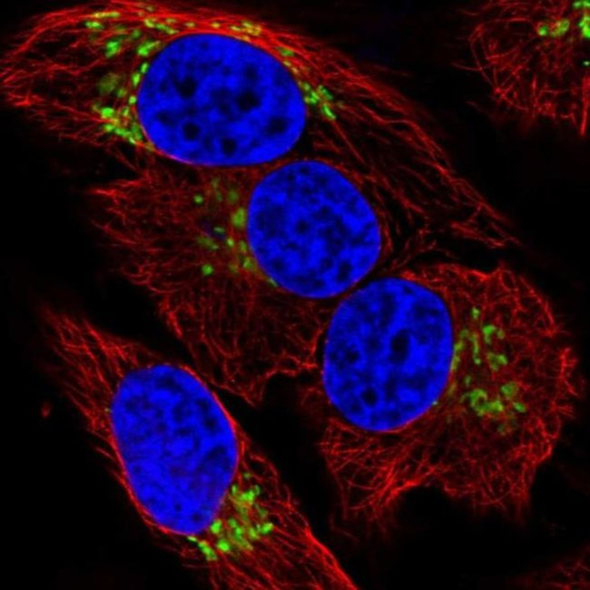 GALNT7 Antibody in Immunocytochemistry (ICC/IF)