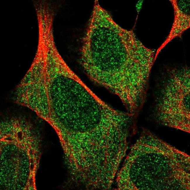 UBALD1 Antibody in Immunocytochemistry (ICC/IF)