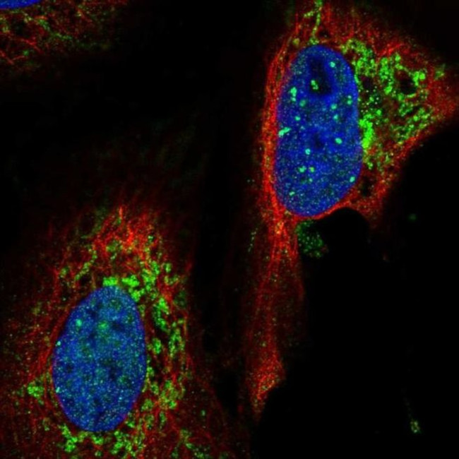 YME1L1 Antibody in Immunocytochemistry (ICC/IF)