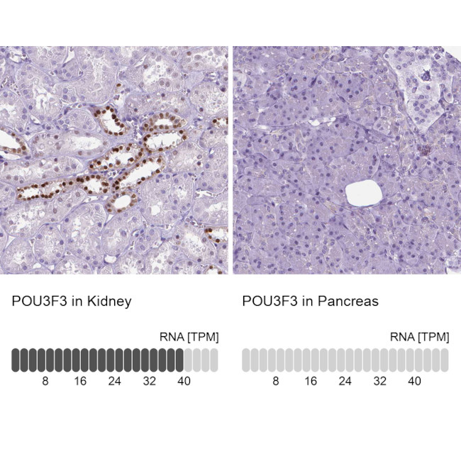 POU3F3 Antibody in Immunohistochemistry (IHC)