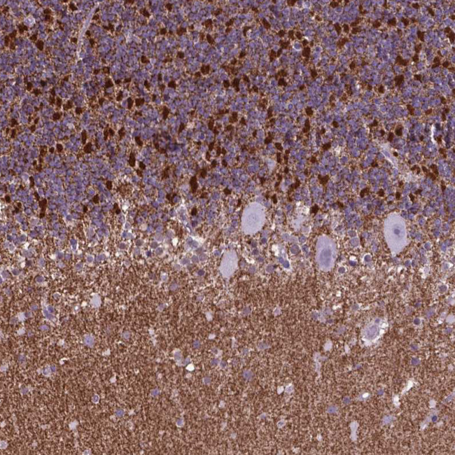 POU3F3 Antibody in Immunohistochemistry (IHC)