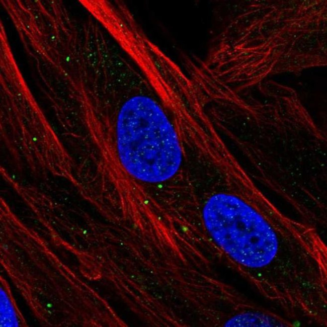 SBSN Antibody in Immunocytochemistry (ICC/IF)