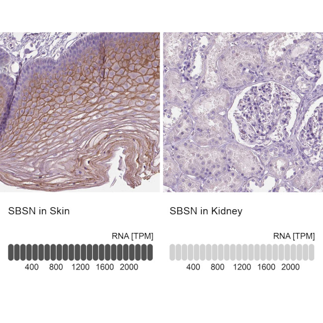 SBSN Antibody