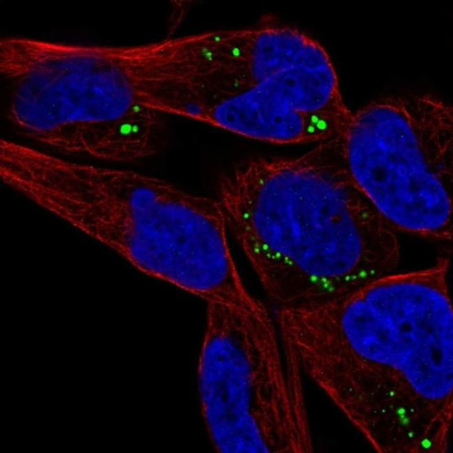 SAMD5 Antibody in Immunocytochemistry (ICC/IF)