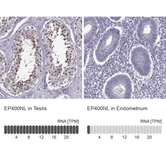 EP400NL Antibody