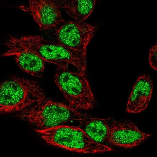 GLT8D4 Antibody in Immunocytochemistry (ICC/IF)