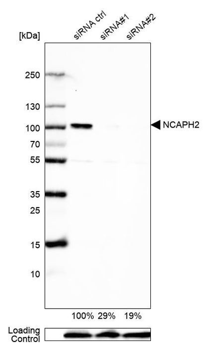 NCAPH2 Antibody