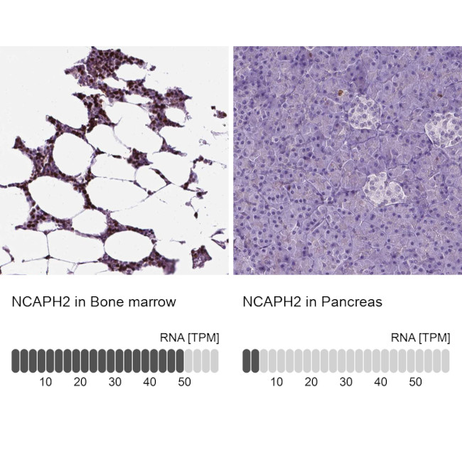 NCAPH2 Antibody